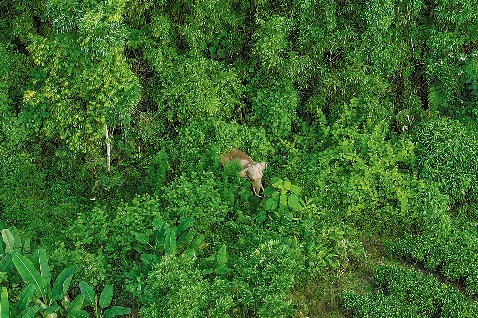 Asian Elephant A'Bao Makes Significant Progress in Reintroduction to the Wild