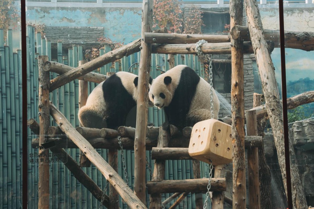 Visitors throng to see giant pandas in renovated abode