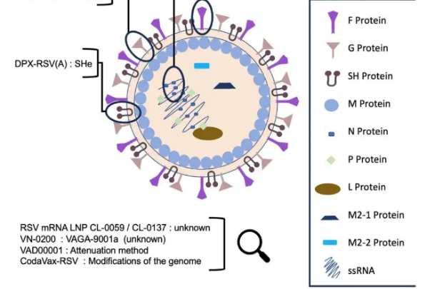 First bivalent mRNA vaccine candidate against RSV goes under clinical trial