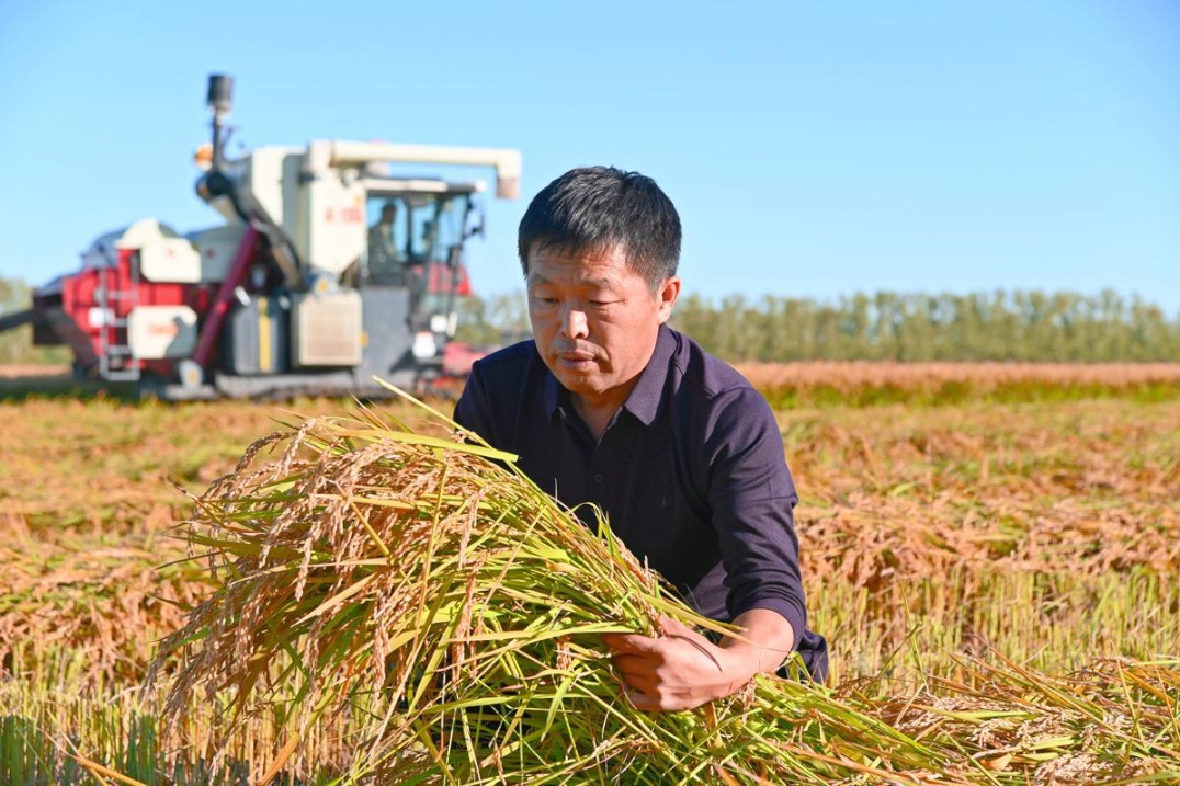 Chinese scientists achieve major success in maize harvesting