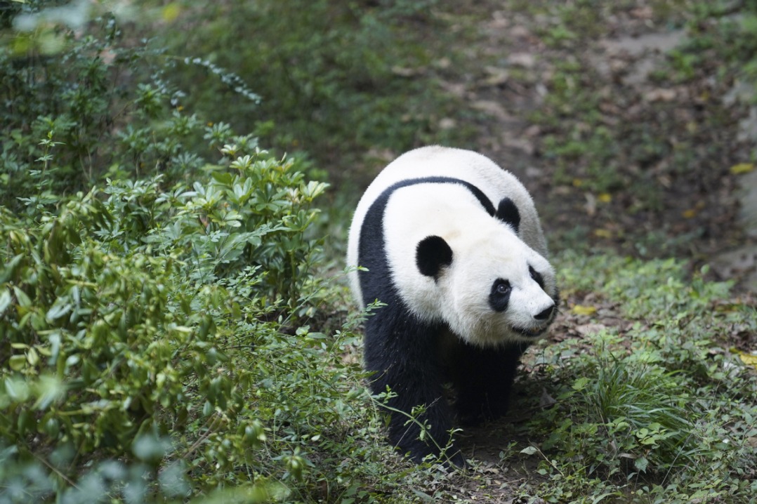 World's captive panda population hits 757