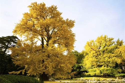 Ancient tree guidebook published