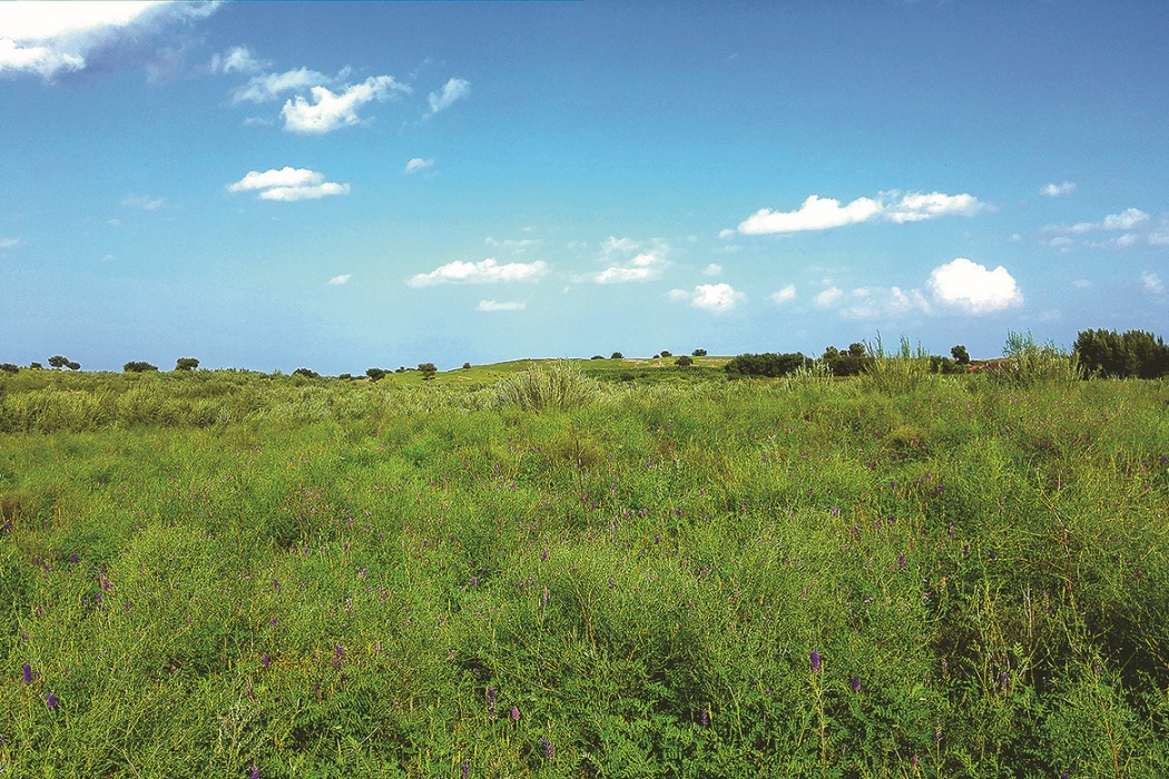 Scots pines put Zhangwu county on the map