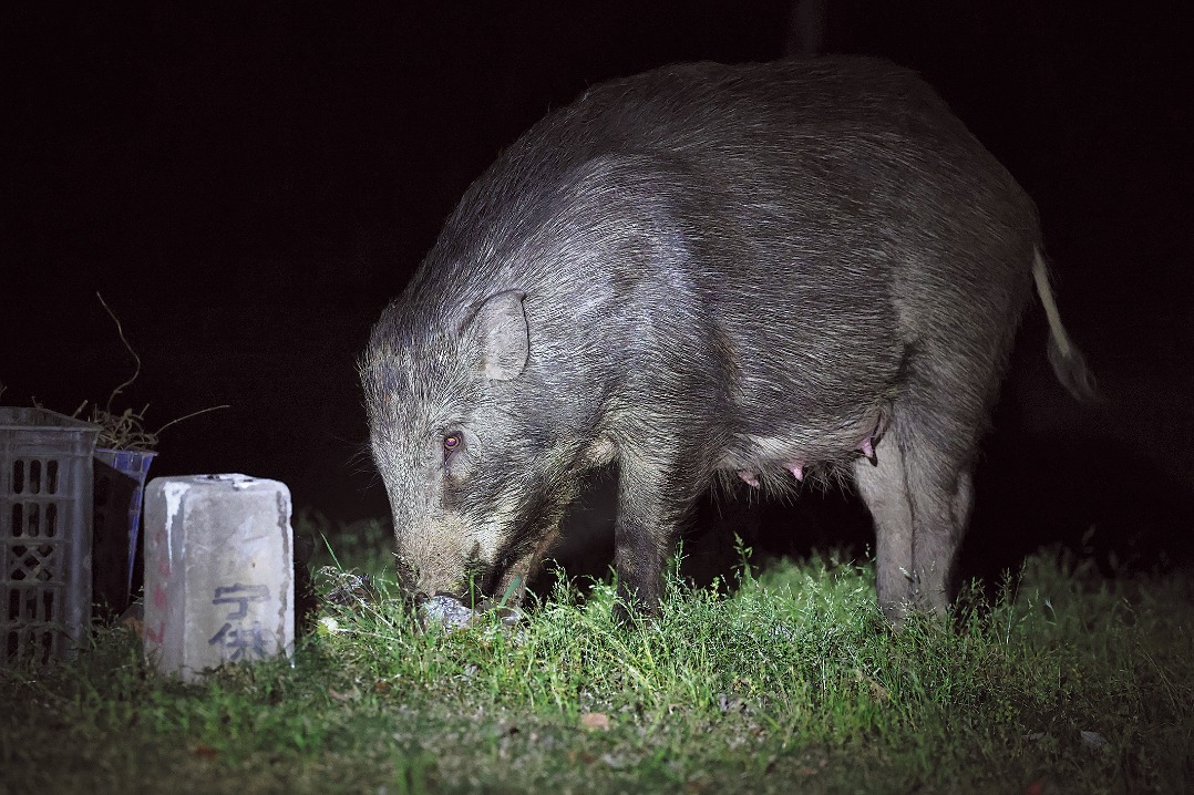 Nanjing struggles to tackle wild boar menace as incidents grow