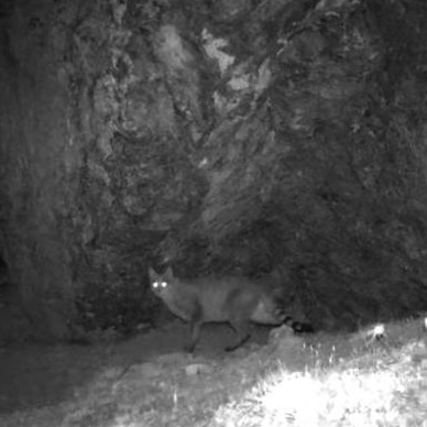 仲條正義「IS IT MOUNTAIN CAT OR MOUNTAIN DOG」 仲條正義「IS IT