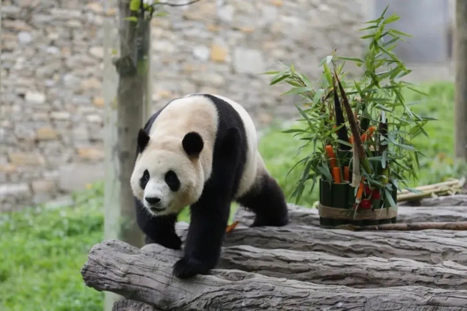 Giant panda Fu Bao in good spirits after physical examination