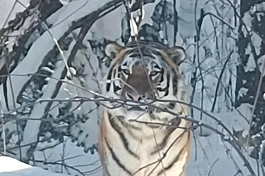 Changbai Mountain welcomes wild Siberian tiger after 30-year hiatus