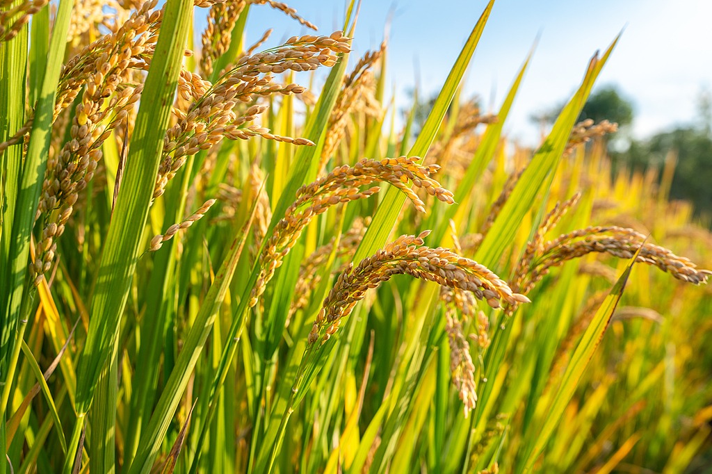 Chinese researchers map pan-genome of rice