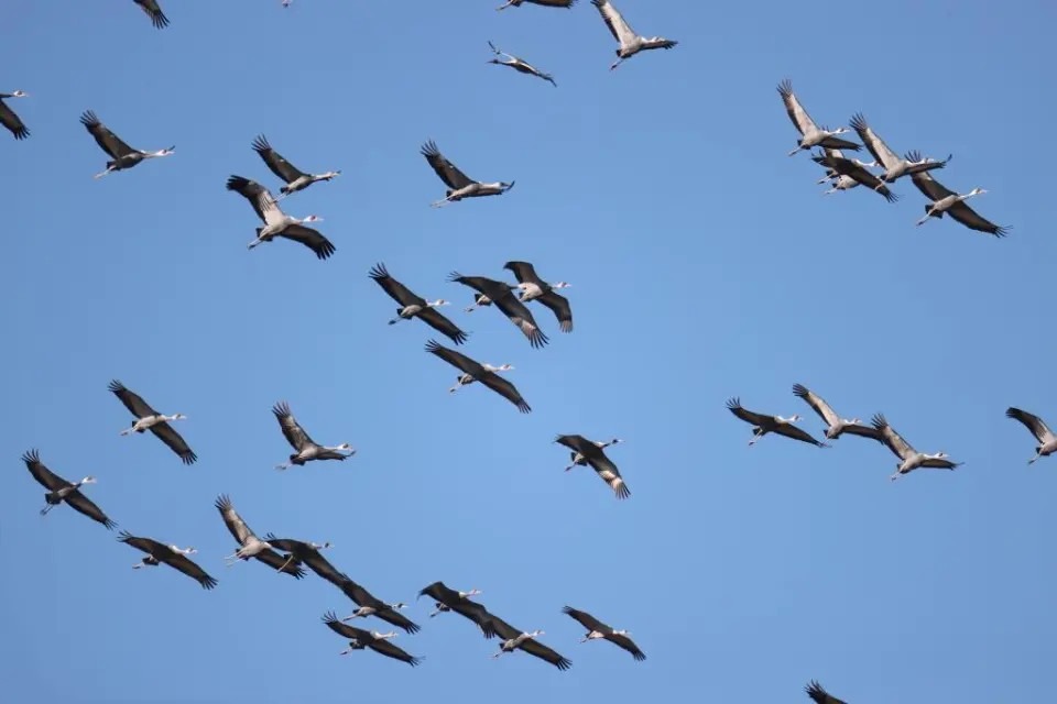 North China wetland welcomes large number of rare cranes