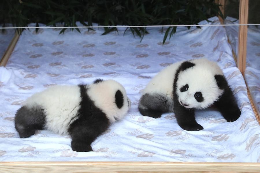 Zoo Berlin unveils names for baby panda twins