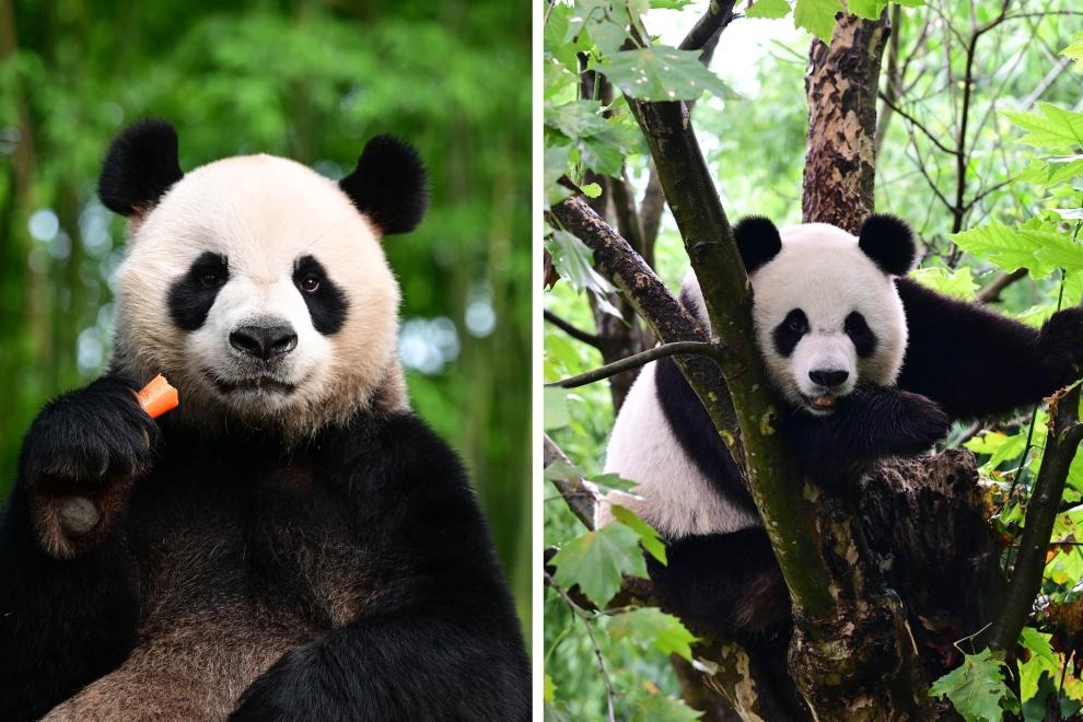 Giant panda pair gifted to Hong Kong keep birth names