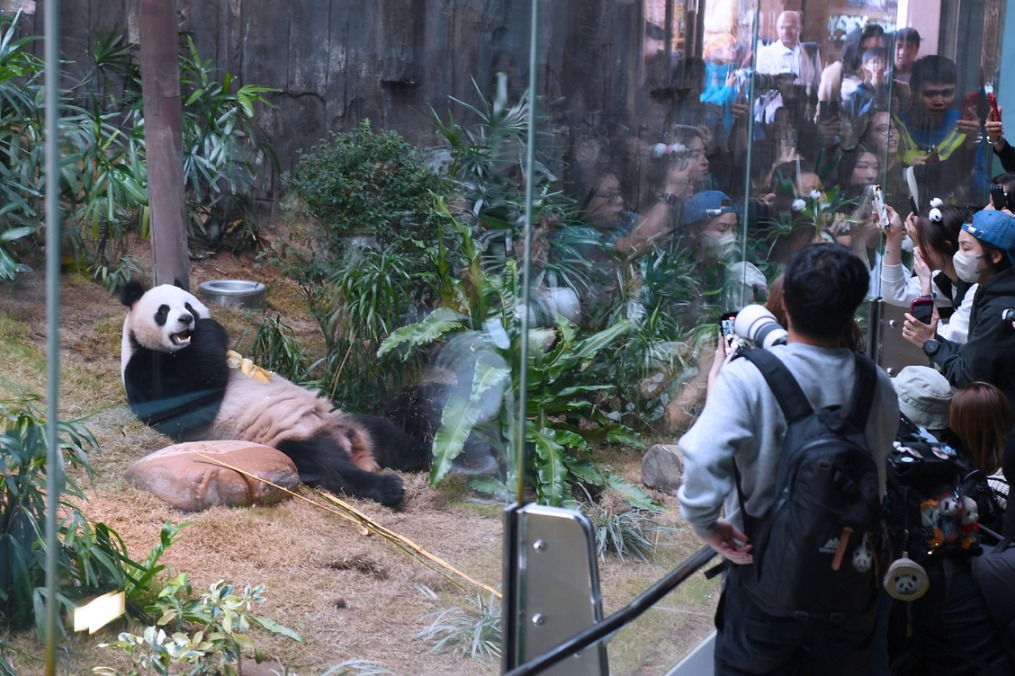 Giant pandas An An, Ke Ke make much awaited HK debut