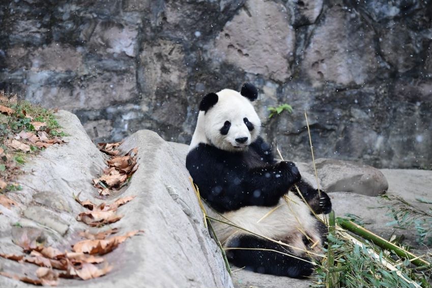 Suspects in giant panda rumor case transferred to prosecutors