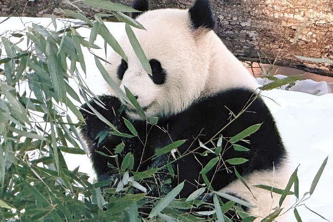 US panda fans can 'bearly' wait for pair's debut