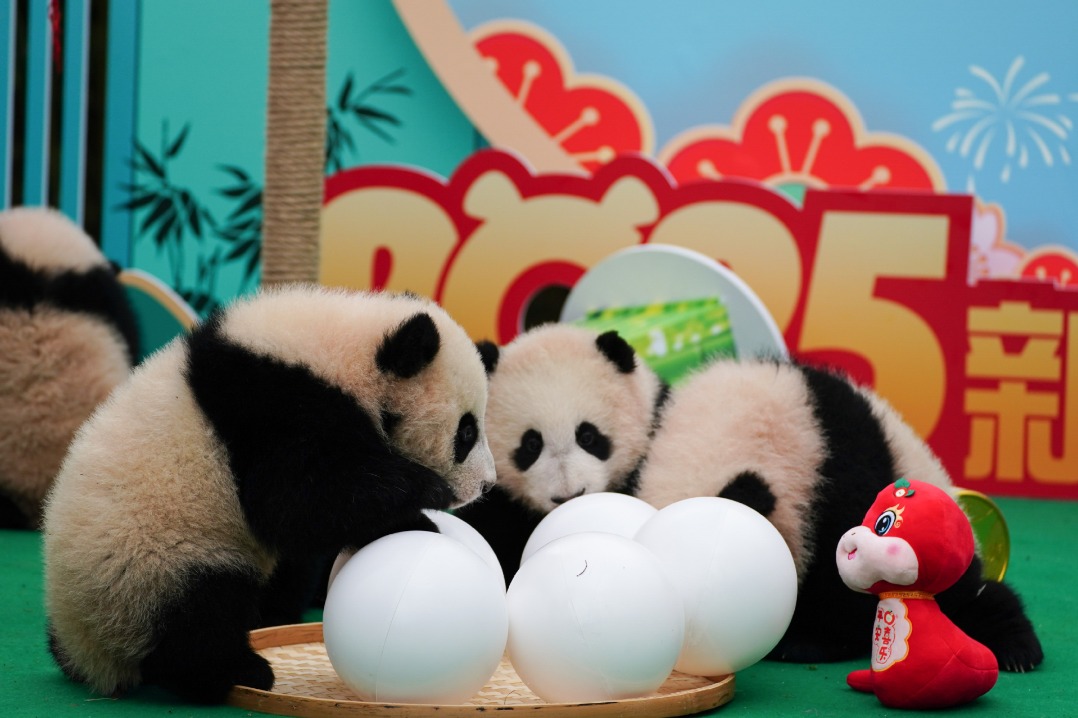 Panda cubs send Spring Festival greetings from Southwest China