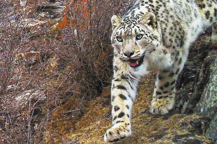 Population study of snow leopards show feasibility of survey methodology