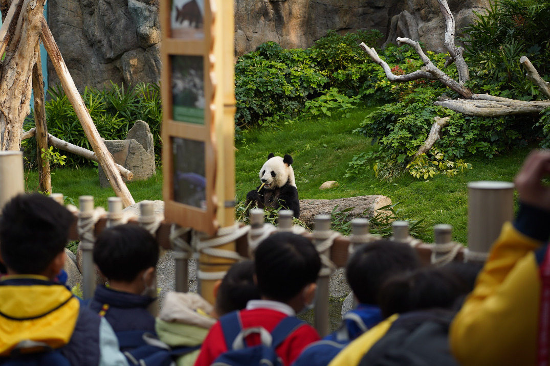 Feature: Cherished memories between pandas and Hong Kong