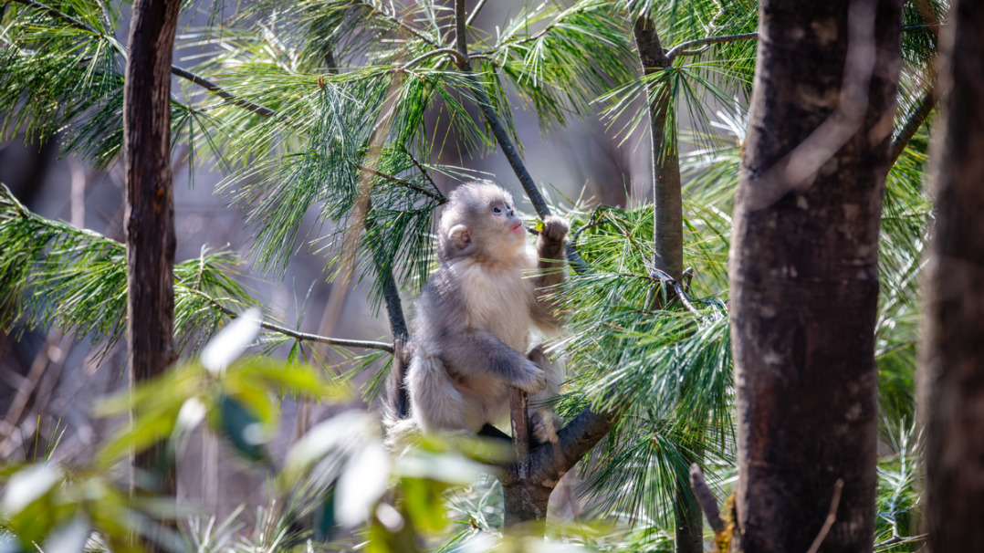 Snub-nosed monkeys seen at Baima Snow Mountain National Nature