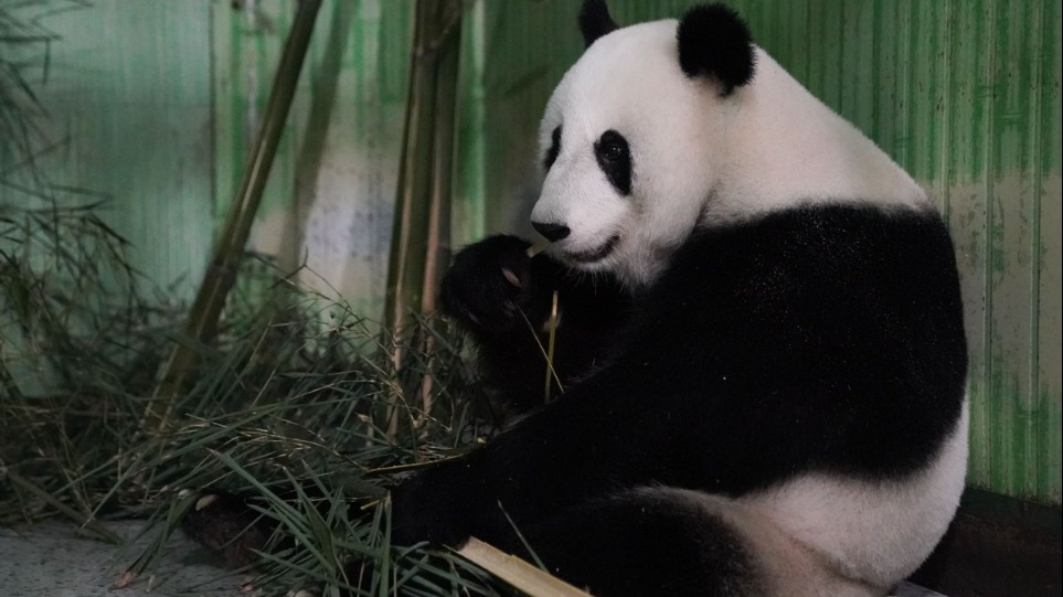 http://img2.chinadaily.com.cn/images/202505/20/682bd776a310a04a9678c044.jpeg