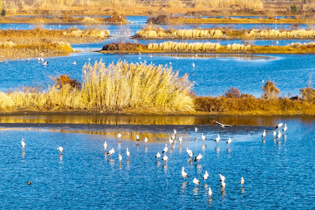 Xi's remarks on biodiversity protection