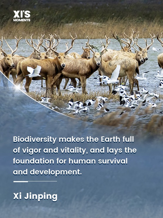 Xi's remarks on biodiversity protection