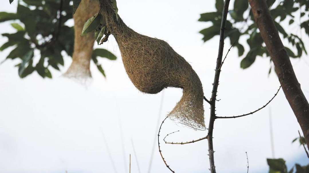 http://img2.chinadaily.com.cn/images/202506/04/683f9e09a310a04a9679a175.jpeg