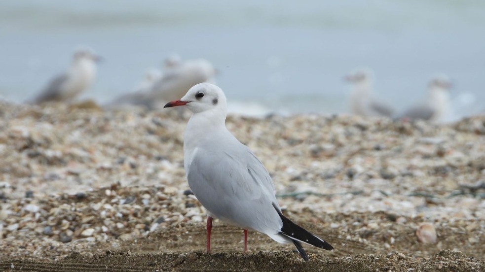 EPAA completes first Middle East study on ingestion of marine debris by seabirds