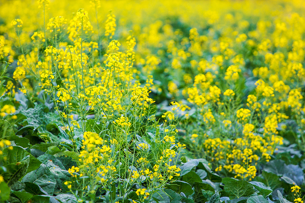 New hardier rapeseed boosts yields