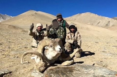 Scientists join forces to protect Marco Polo sheep