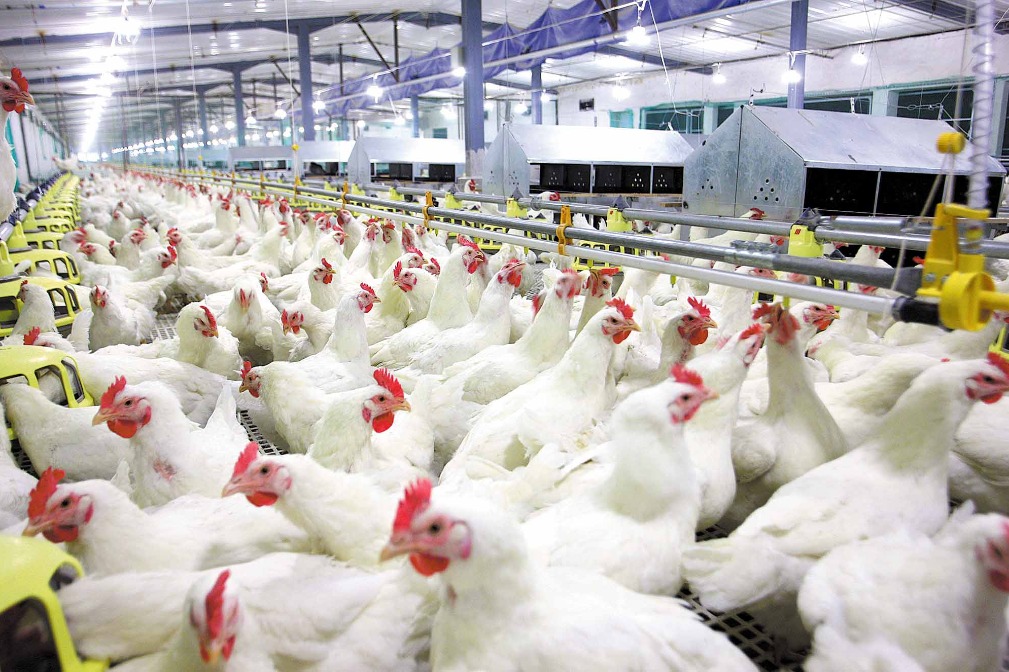 Shandong Yisheng bolsters broiler position
