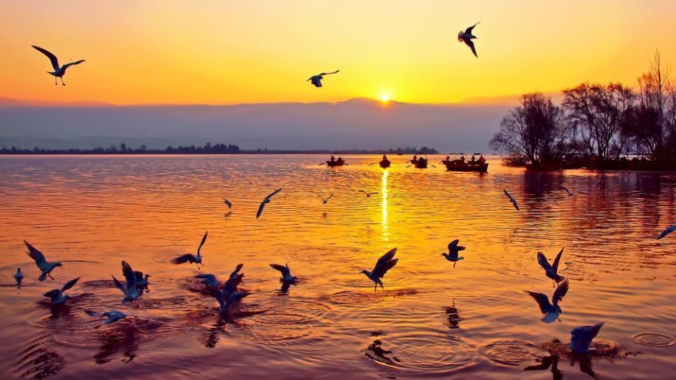 Once-degraded SW China lake sees record bird diversity after ecological boost