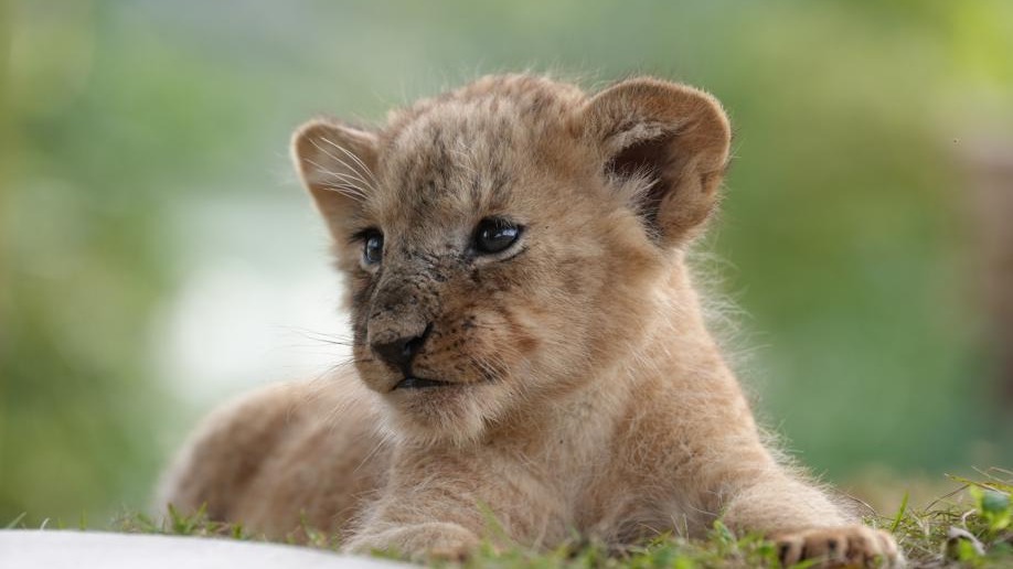 Five African lion cubs make debut at Chongqing theme park