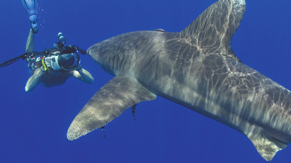 Whitetip sharks obtain protection: UN