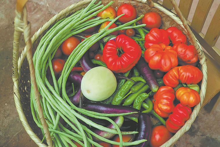 Leaving the fast lane for a healing farm journey