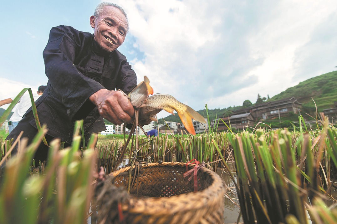 Heritage agriculture can grow as a climate solution