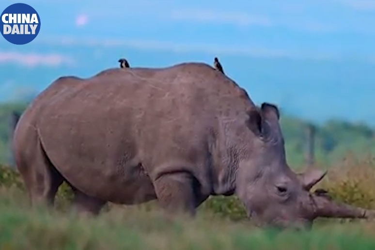 Kenya steps up efforts to rescue white rhinos