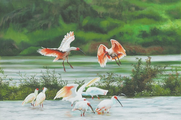 Artist paints the crested ibis back from extinction