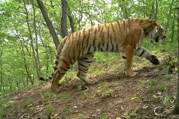 Administration for tiger and leopard national park inaugurated