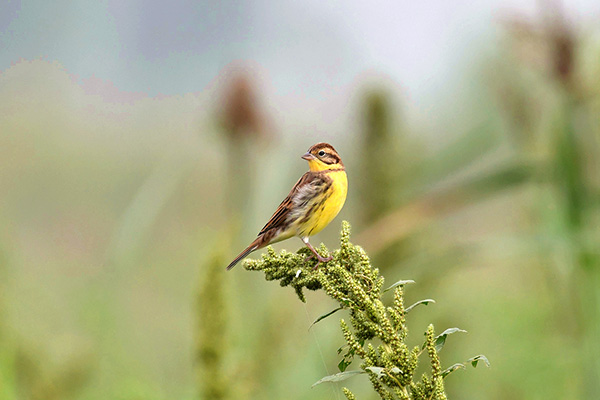 Migratory bird nearly extinct