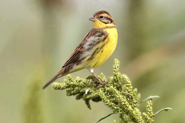 Illegal capture threatens rare bird - Chinadaily.com.cn