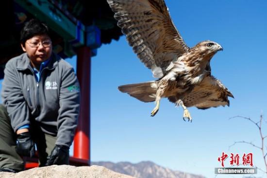 Rescued buzzards return to the skies