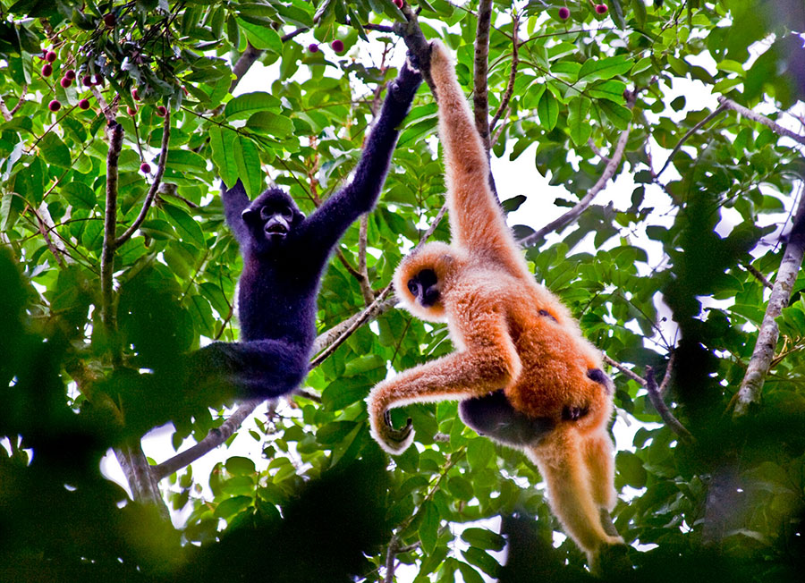 Hainan gibbon among most endangered apes