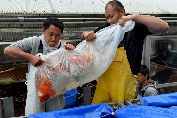 Priceless Japanese Fish Make A Splash Chinadaily Com Cn