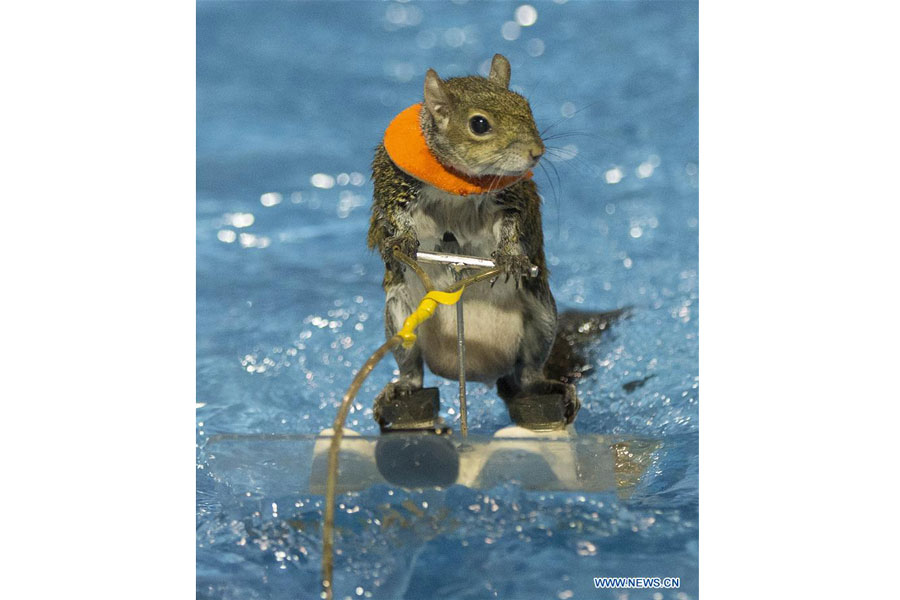 Water-skiing squirrel performs during Toronto Int'l Boat Show ...