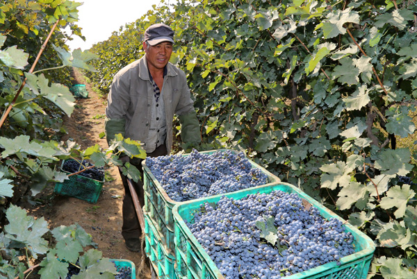 The grapes of China: Nation's wine consumption, industry booming ...