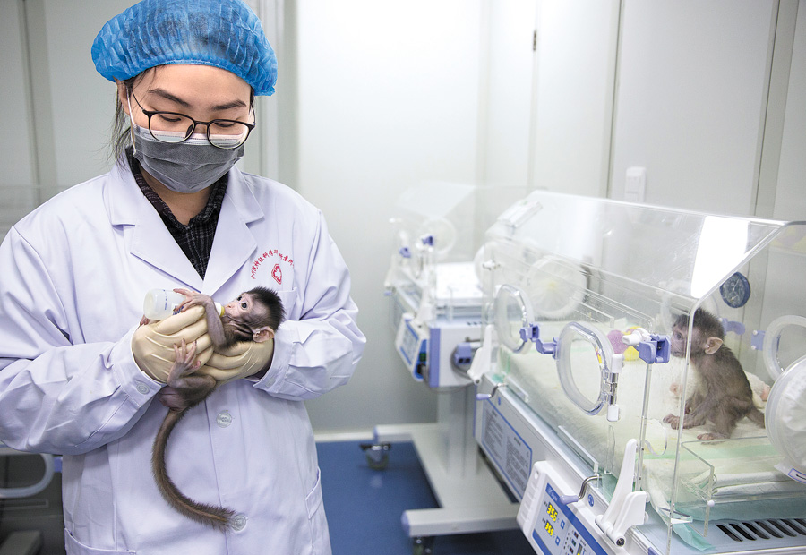 Monkeys cloned for drug research