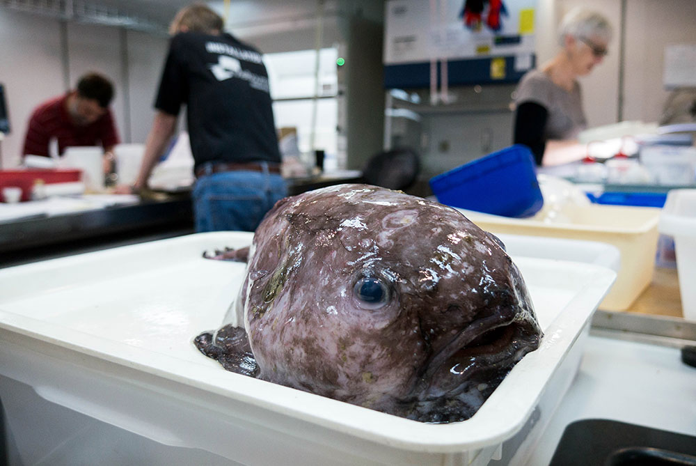 Cousin of ugliest fish hauled up from abyss - World 