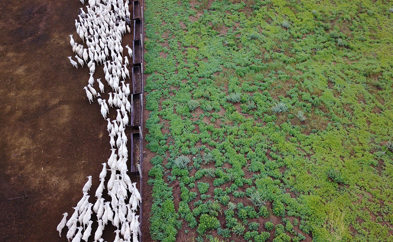 Technology saves shepherds time and energy