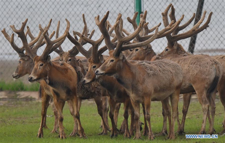 China releases 47 milu deer into wild in major lake