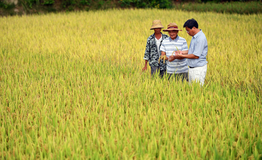 Scientists bring fields in Hainan back to life